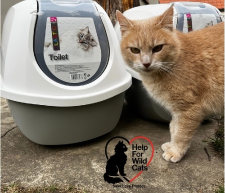 Help for wild Cats’